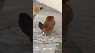 Captura Única El Preciso Instante en que una Gallina Pone un Huevo 📸🐓 gallina gallinas huevos [upl. by Anneehs187]