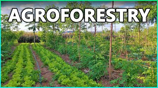 Agroforestry Systems and Sustainable Agriculture [upl. by Eldred]