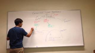 Canonical Wnt Signaling Pathway [upl. by Azmah]