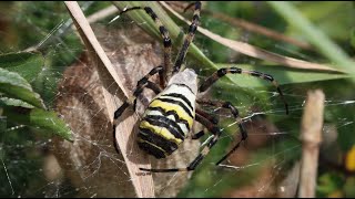 Wasp Spider Argiope bruennichi [upl. by Karlee43]