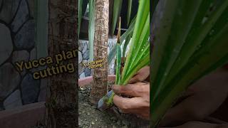 Easy tips to grow Yucca plant from cutting yucca shorts [upl. by Skylar372]