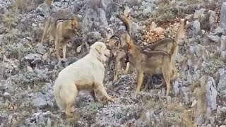 Sheep Dog Fends Off Entire pack of wolves by itself [upl. by Anerok]