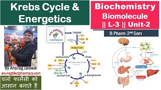 Krebs cycle याद करें आसान ट्रिक से  Krebs Cycle amp Energetics  L2 Unit2 Biochemistry [upl. by Vaclava]