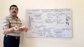 Puccinia 1 Life cycle on primary host [upl. by Zeba820]