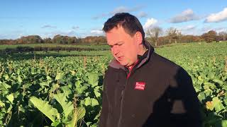 Kale at Tullamore Farm [upl. by Ahsian]