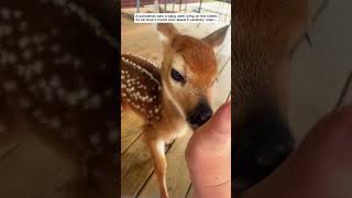 A policeman saw a baby deer lying on the street then deer babydeer short [upl. by Rieger]