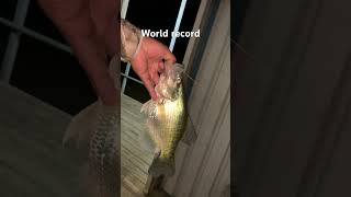 My own world record fish crappie fishing shorts [upl. by Winsor853]