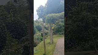 selly manor garden musem🌴shortsyoutubeshortsshort vedioviralrelaxmusuemplanespotting [upl. by Dalli615]