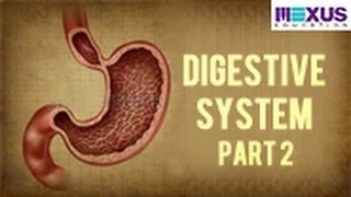 Digestive System  Part 2 [upl. by Kahler]