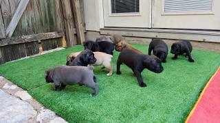 4 week old Cane Corso puppies [upl. by Melliw66]