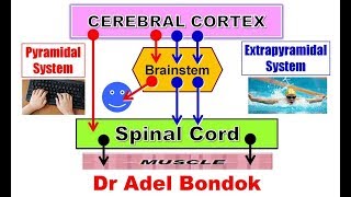 Pyramidal and Extrapyramidal Motor System and Desending Tracts Dr Adel Bondok [upl. by Ahsikan]