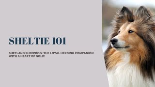 Shetland Sheepdog 101 Unveiling the Beauty and Brilliance of the Sheltie Breed [upl. by Ernesta]