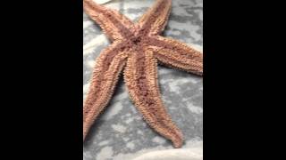 Phylum Echinodermata class Asteroidea genus asteroidea [upl. by Tigdirb]