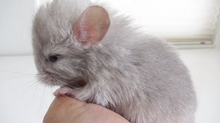 Holding a 1DayOld Chinchilla [upl. by Middlesworth]