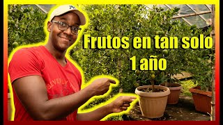 🌳Cómo tener un ÁRBOL FRUTAL en una MACETA  Cuidados básicos [upl. by Stier]