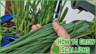 How to Grow Scallions  For beginners  Everything you need to know Spring amp Green Onions [upl. by Acirem]