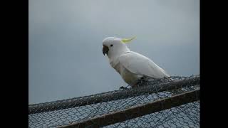 Cockatoo Noises to play to your bird [upl. by Monteith945]