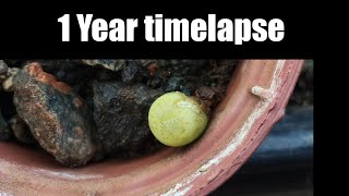 Lithops bromfieldii var sulphurea C362 1 year timelapse [upl. by Fayina901]