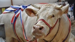 Fête du Charolais à Saulieu 2014 [upl. by Merla811]