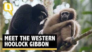 Wild You Were Sleeping Ep 5 The Western Hoolock Gibbon  The Quint [upl. by Sartin]