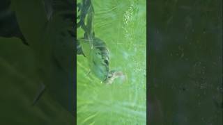 Feeding Arapaima  live feeding Arapaima  Arapaima eats big fish arapaimafish arapaima fish [upl. by Cilka]