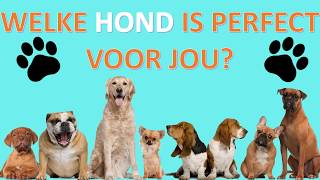 WELKE HOND hondenras PAST PERFECT BIJ JOU  Doe deze test [upl. by Enelaehs]