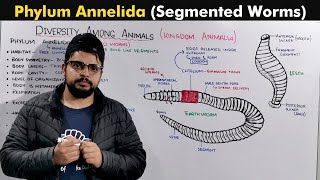 Phylum Annelida  Segmented Worms [upl. by Hplar]