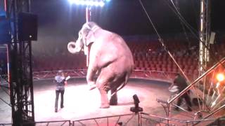 Elefante mas grande del mundo BIG BOY CIRCO ROLEX [upl. by Curt]