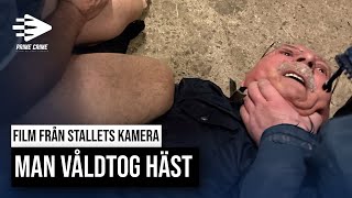 FILM FRÅN STALLETS KAMEROR MAN VÅLDTOG HÄST [upl. by Onirefes]