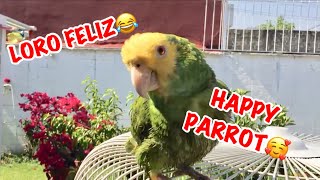 LORO HABLANDO Y CANTANDO  HAPPY PARROT [upl. by Anika161]