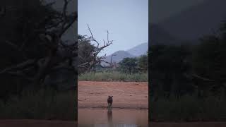 Brown Hyena sighting at watering hole [upl. by Warring]