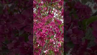 Flowering Crabapple crabapple relaxing prettycolors [upl. by Sik]