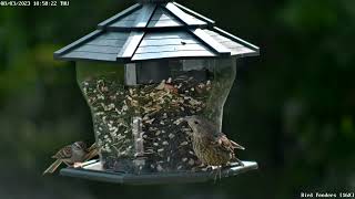 Chipping sparrow feeding juvenile cowbird  Reolink 823A16X [upl. by Haimarej247]