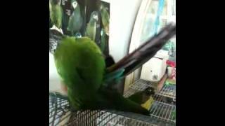 Conures Mating [upl. by Jaworski]