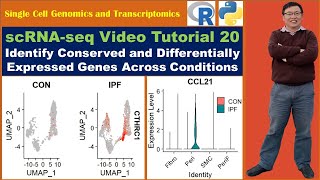 Seurat Video Tutorial 20 Identify Conserved and Differentially Expressed Genes Across Conditions [upl. by Hanah]