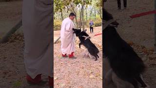 Crazy Groenendael Anzor Dog training STRAZH Odessa Ukraine 2023 [upl. by Gnilrits]