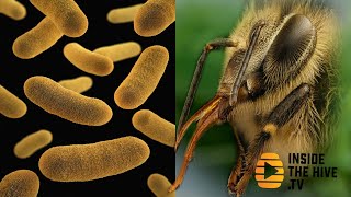 PROBIOTICS help HONEY BEES with fungal disease [upl. by Eiramac]