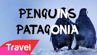 Having fun with the penguins Magdalena Island  Patagonia  Chile [upl. by Anuqahs]