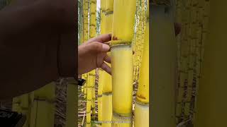 The process of logging a sugarcane plantation [upl. by Youlton939]