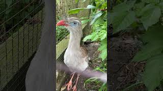 Cariama Cristatacots world bird park Uk 🇬🇧 [upl. by Joe]