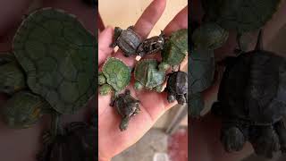 Two headed turtles shorts cuteturtle [upl. by Irep]