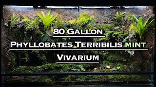 80 Gallon Phyllobates Terribilis Mint Bioactive Vivarium [upl. by Nesnaj225]