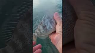 Pig Fish shortvideo fishing saltwaterfish pigfish [upl. by Nerhtak155]