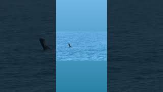 Ballenas en Necochea [upl. by Brandtr]