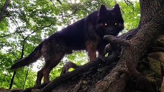 Blue Bay Shepherd amp GSD Memorial Day Wilderness Hike 3 of 3 [upl. by Elrak]