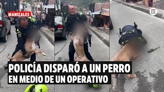 Policía disparó a un perro de raza pitbull en medio de un operativo en Manizales  El Espectador [upl. by Alinna32]