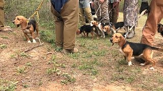 AKC SPO Field Trial 13quot Females  Bensons Kennel [upl. by Giacopo]