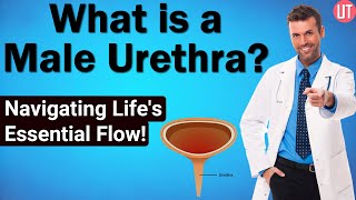 Male Urethra  Urology  Male Reproductive System  Biology  NEET Exam  Medical Science [upl. by Einnaej]