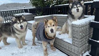 Huskies Go Crazy For Snow Happy Dogs Play Rough [upl. by Culbert]