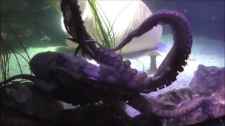 Amazing footage of Giant Octopus  Sea Life Manchester [upl. by Bozovich360]